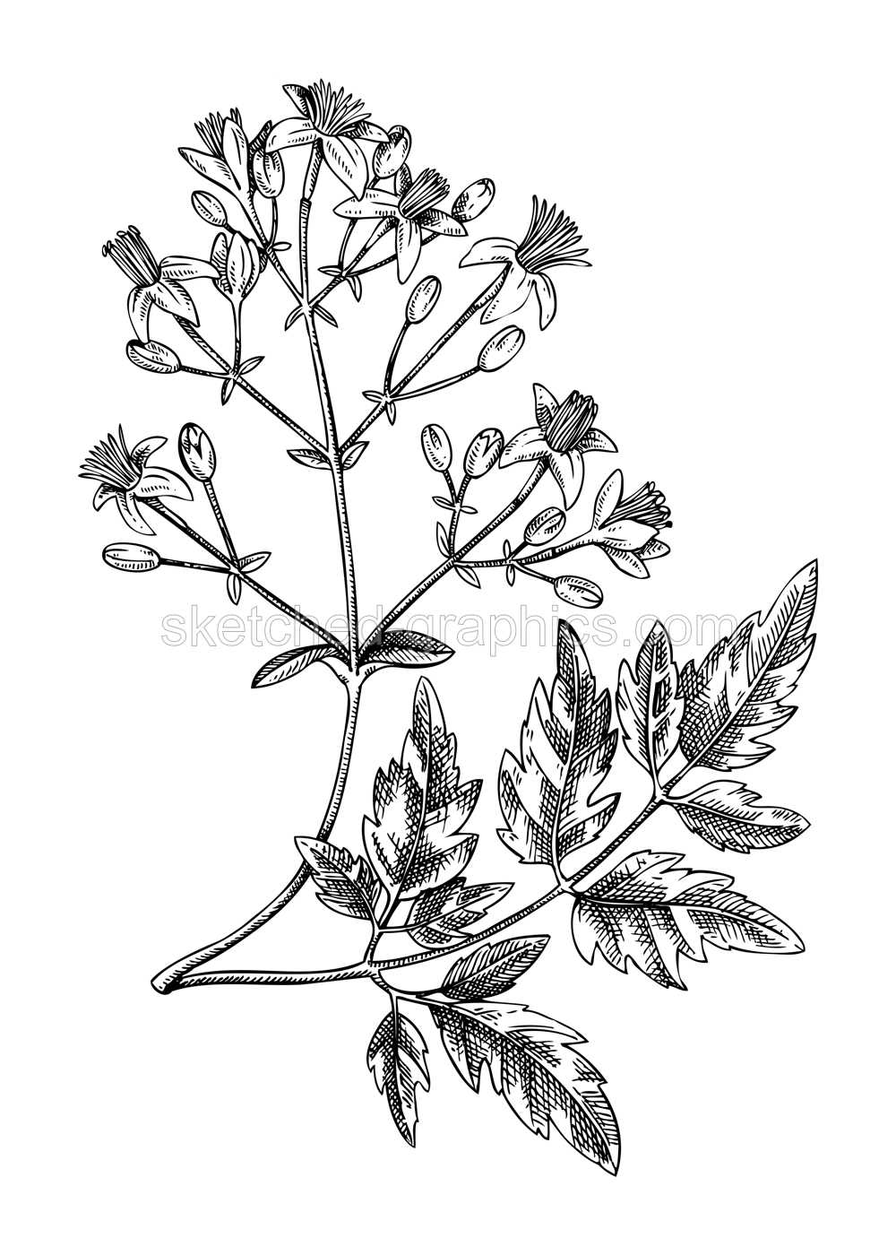 Decorative summer plant sketch. White fringe tree drawing. Hand-drawn botanical element in sketch style. Sketched branch with leaves and flowers illustrations. Old man's bread. Savanna flowering plan Illustration